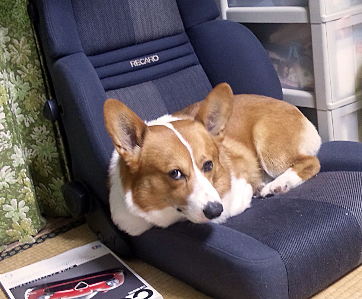 コーギー、レカロ占領す ! GANREF