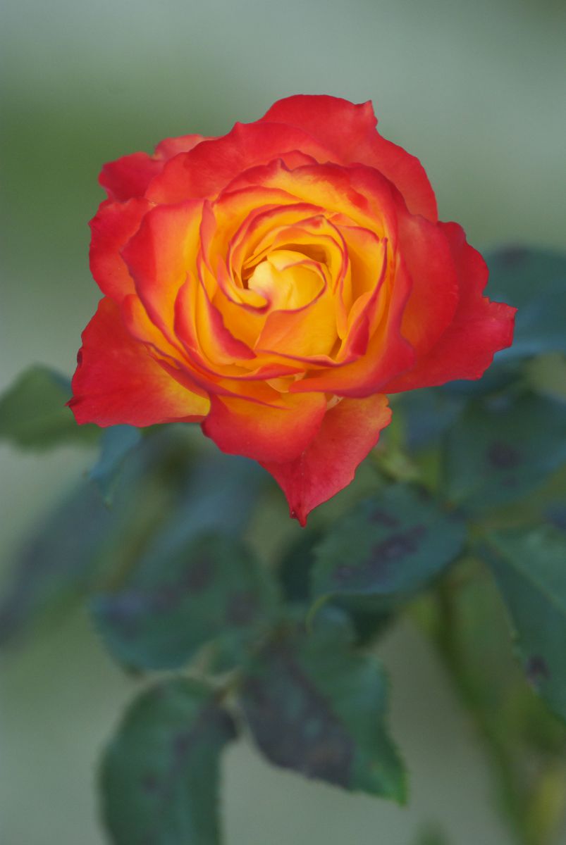 love, it is a flower GANREF