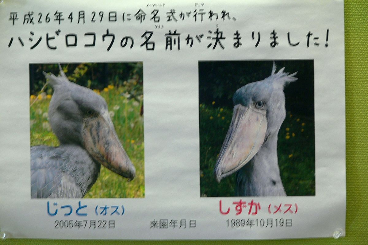 スプレーアート作品「不動の鳥ハシビロコウ」 スプレーアート作品「不動の鳥ハシビロコウ」