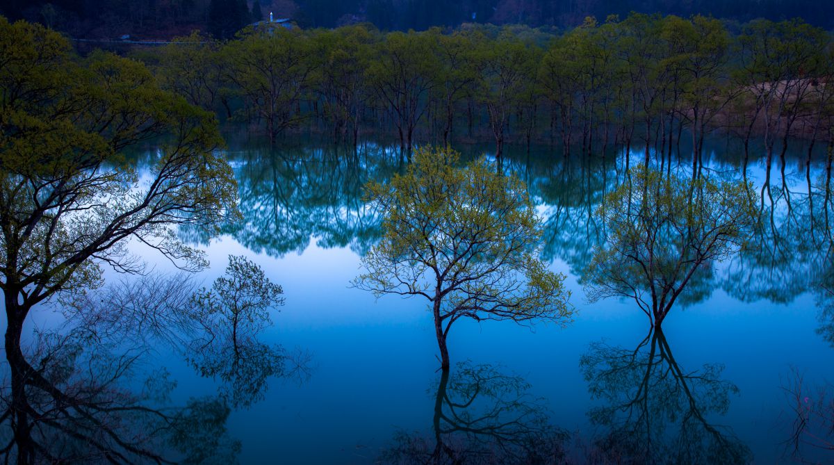 Dawn forest | GANREF