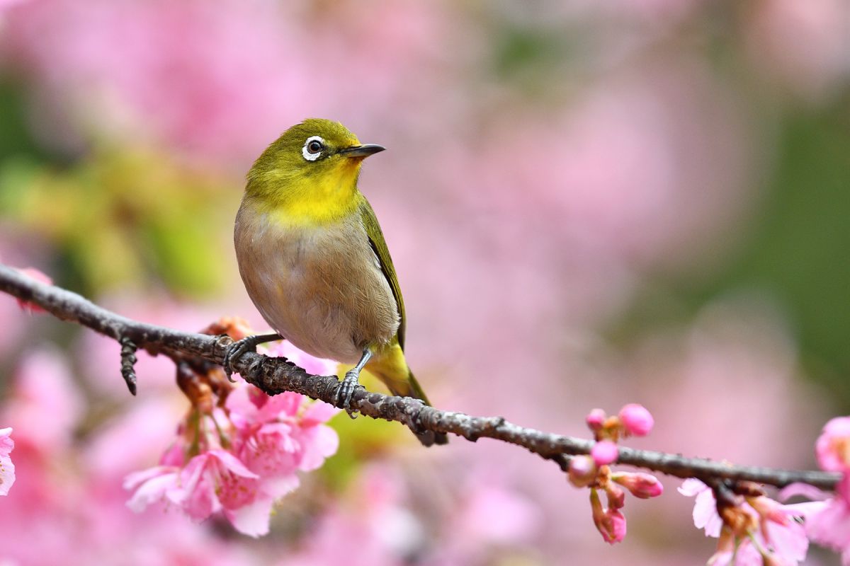 Spring has come | GANREF
