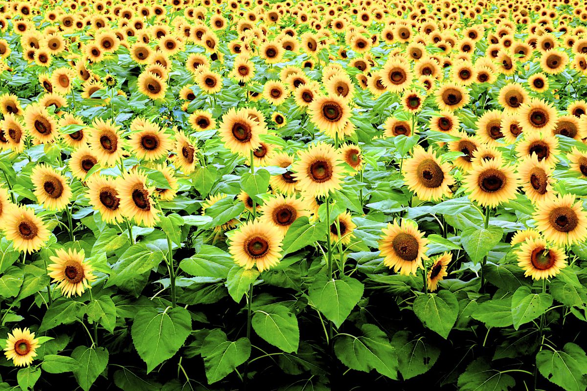 yellow | GANREF