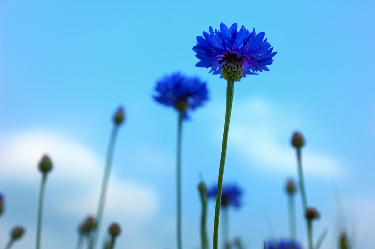 Blue | GANREF