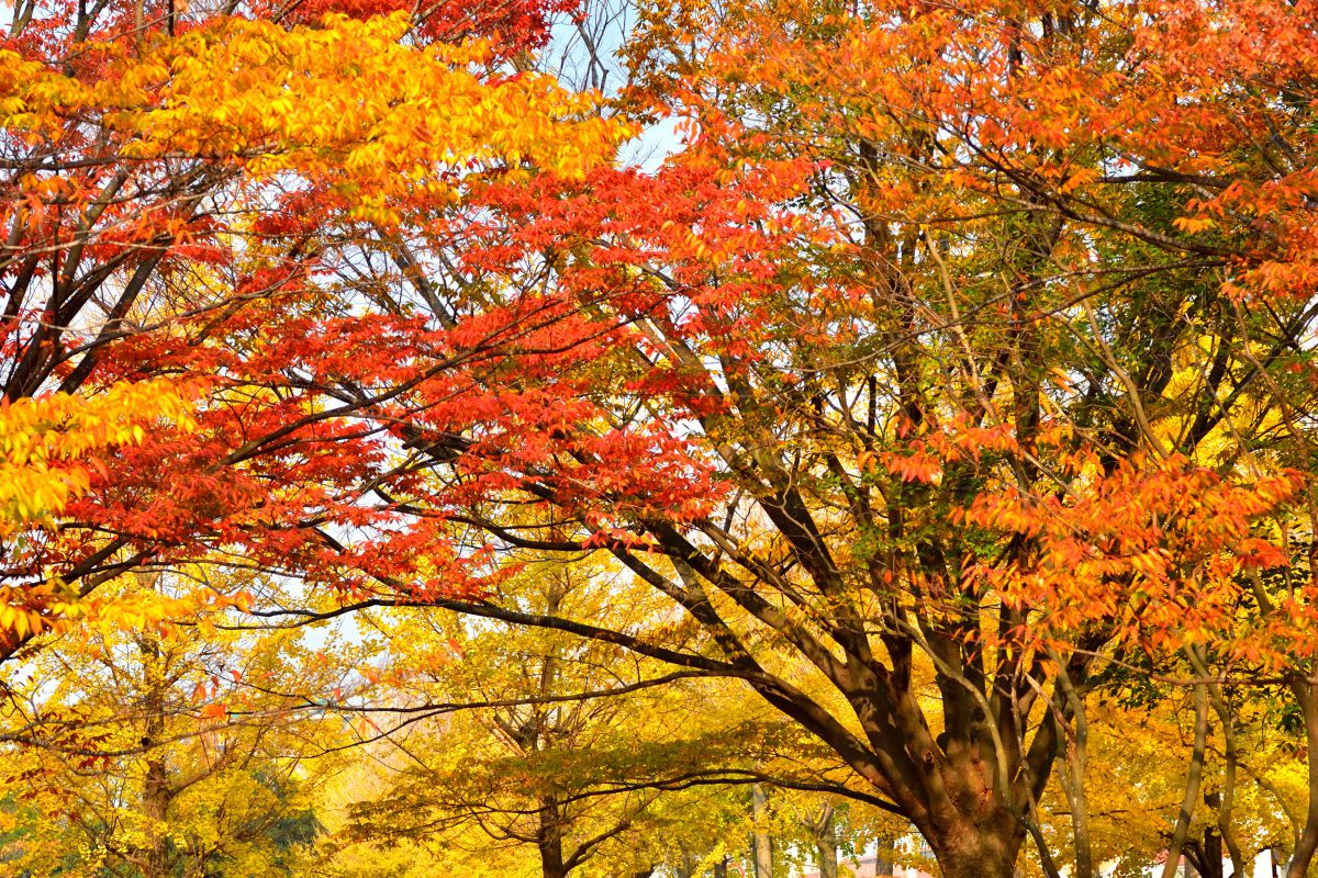 彩り豊かに | GANREF