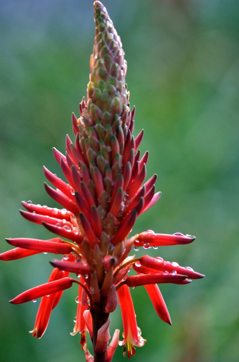 医者いらずの花 Ganref