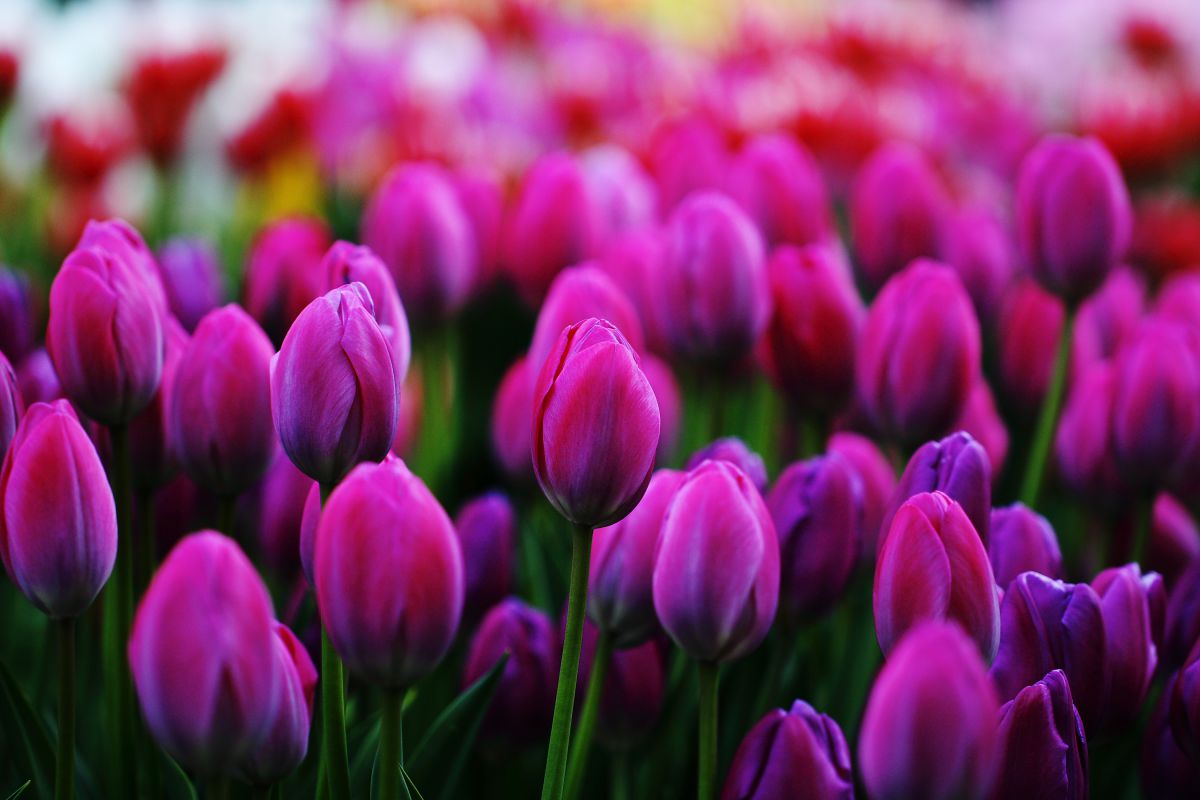 Beautiful purple | GANREF