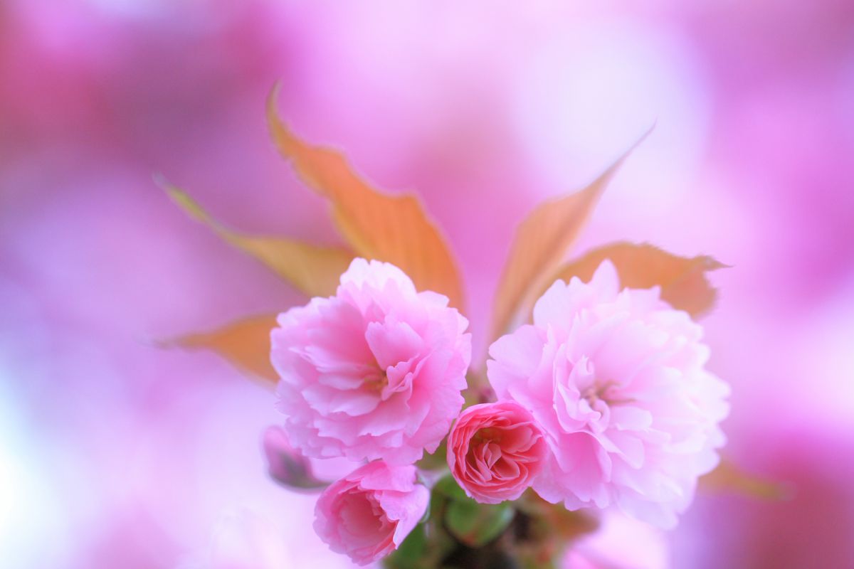 Spring dream | GANREF