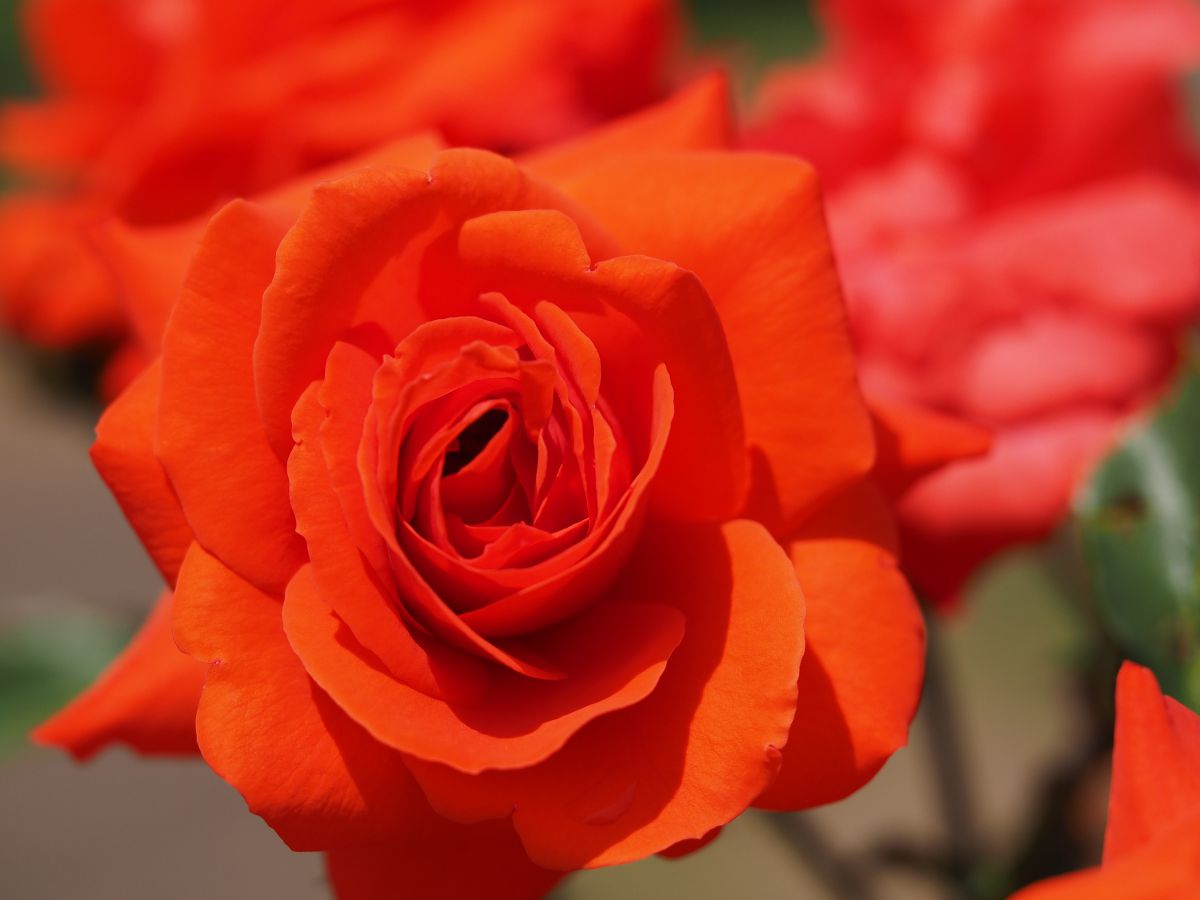 薔薇は rs-0570_m.jpg