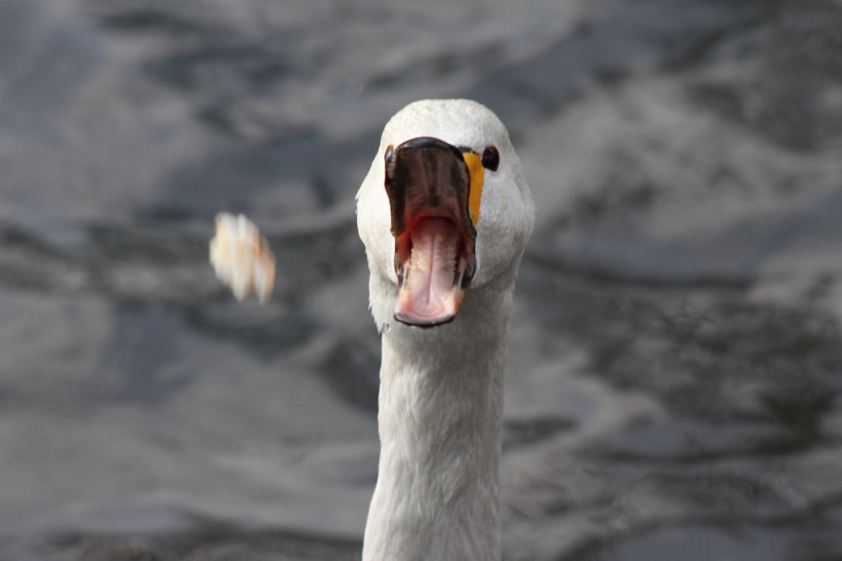 白鳥 パンをキャッチできず | GANREF