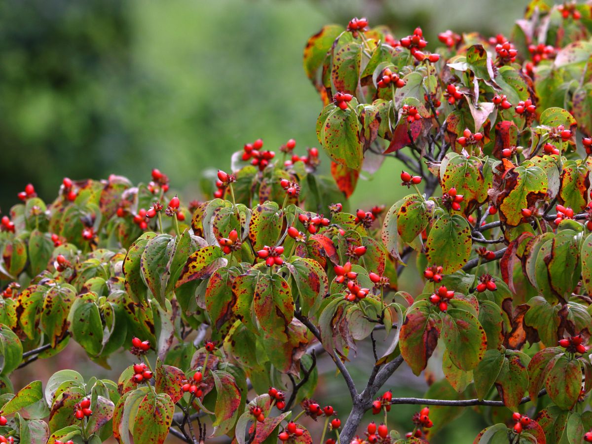 ハナミズキの実 植物 樹木 Ganref