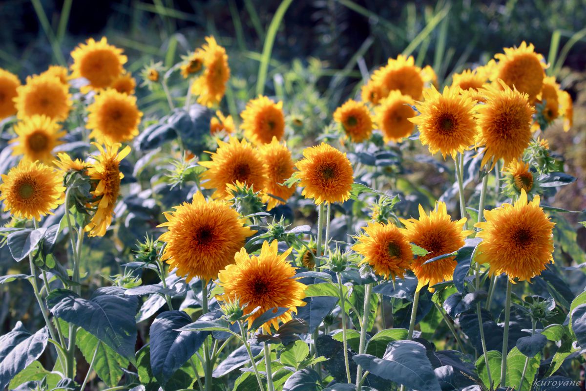 180818_東北八重ひまわり | GANREF