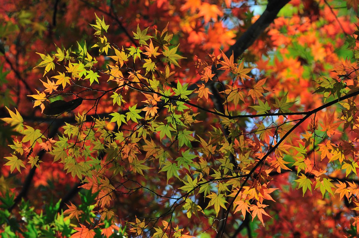 掛け軸/秋/もみじ紅葉 掛け軸/秋の風景/紅葉 もみじ