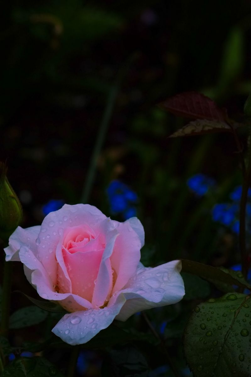 Pink Rose | GANREF