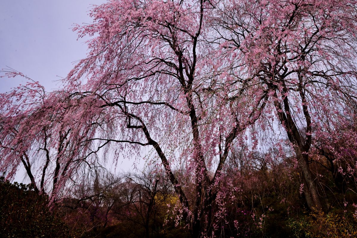 郷の三姉妹.jpg GANREF