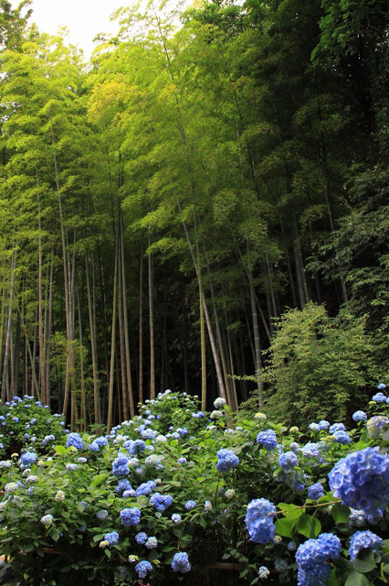 竹と紫陽花 | GANREF