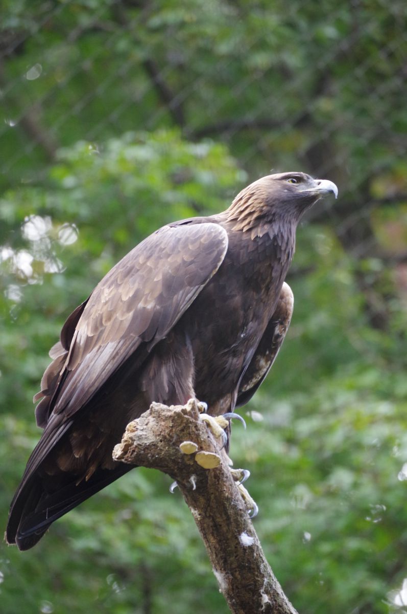 イヌワシ | GANREF