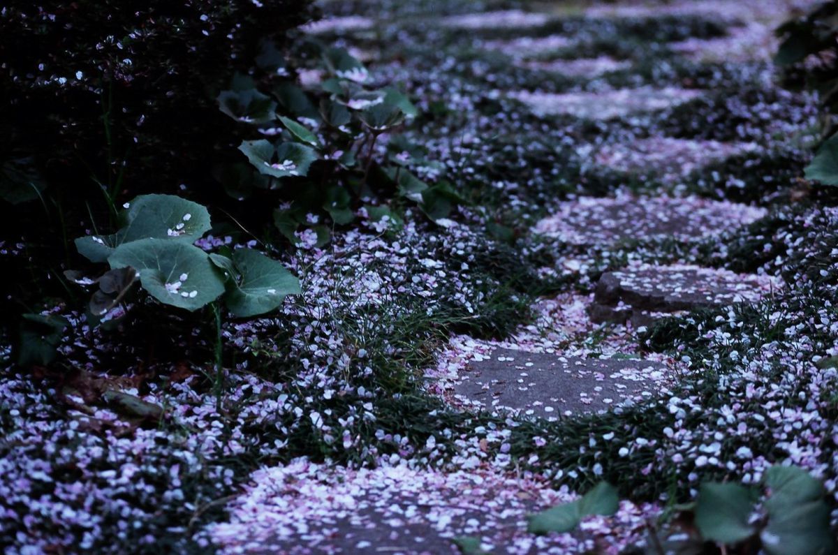 桜の花、散るころ | GANREF
