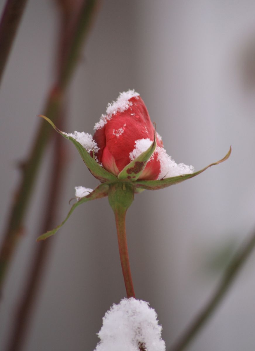 雪薔薇 | GANREF