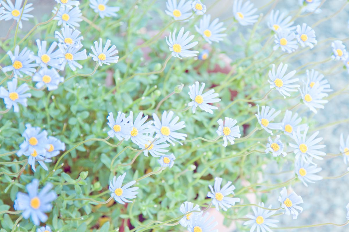 Blue Flower Blue | GANREF