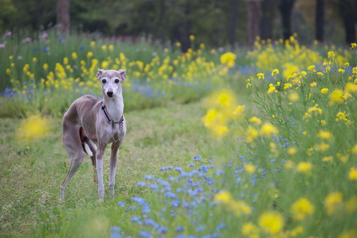 spring | GANREF