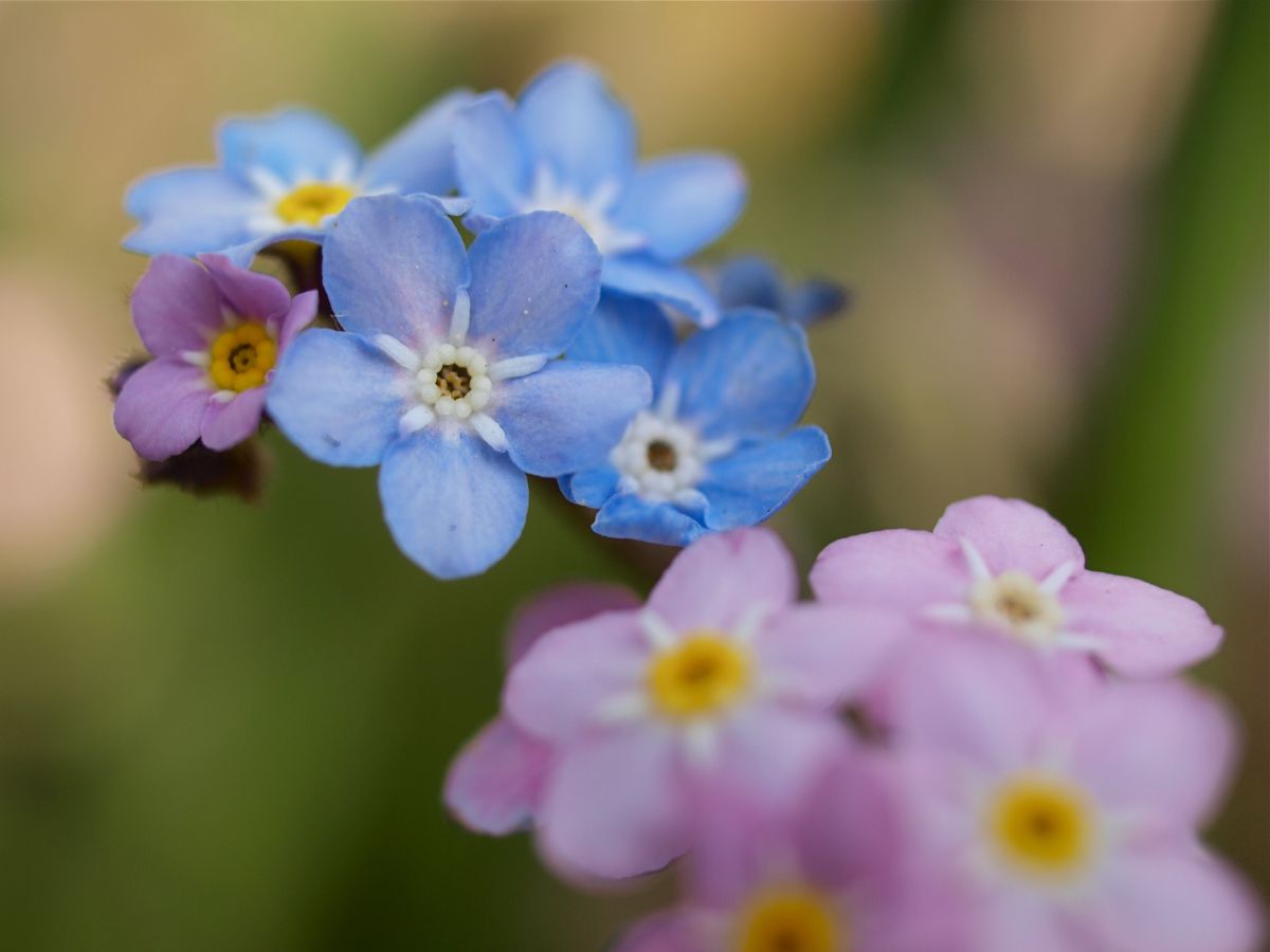 cute | GANREF