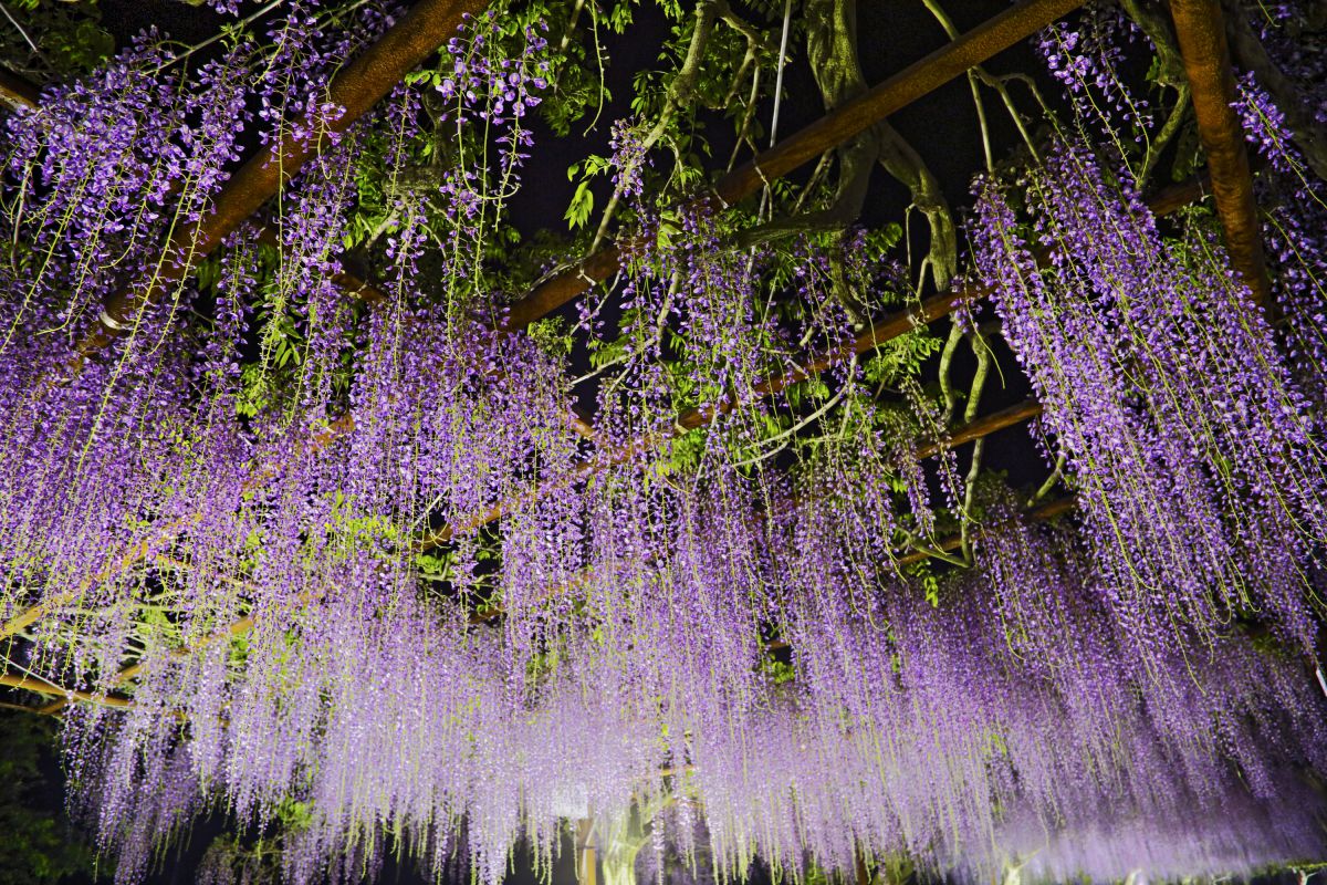 Purple rain | GANREF
