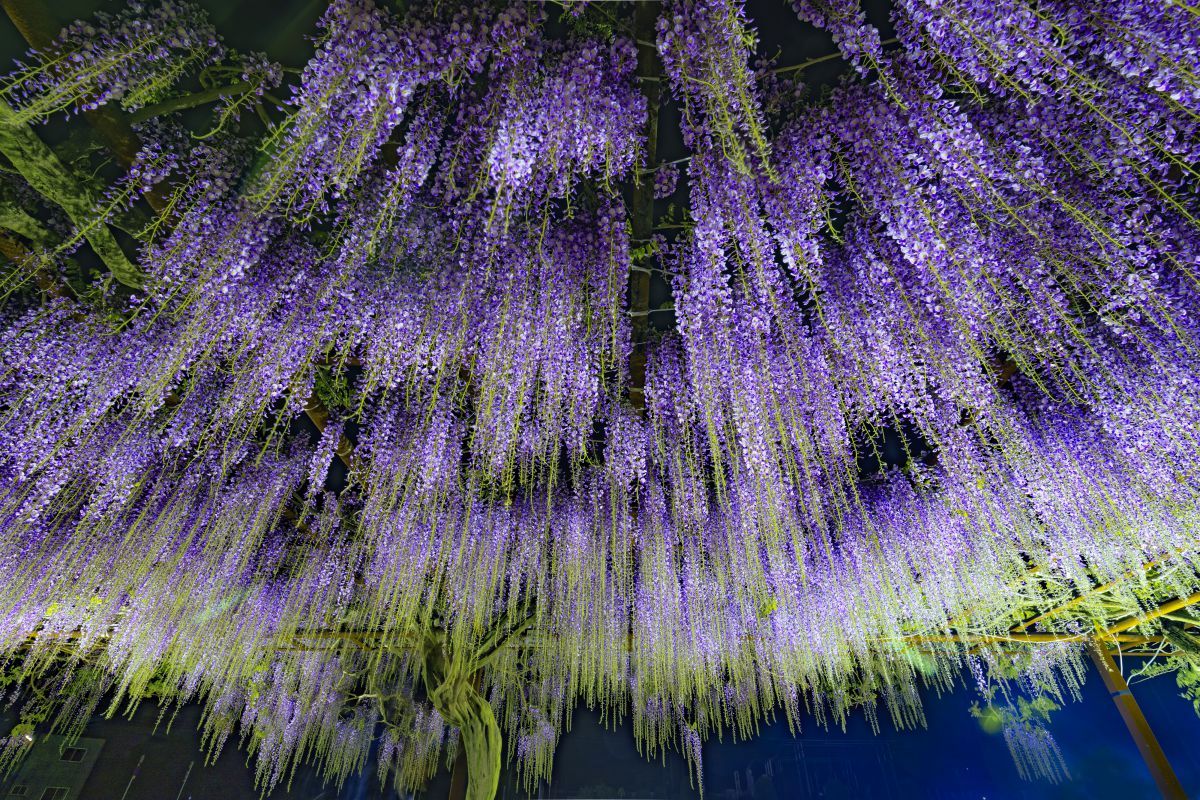 Deep Purple | GANREF