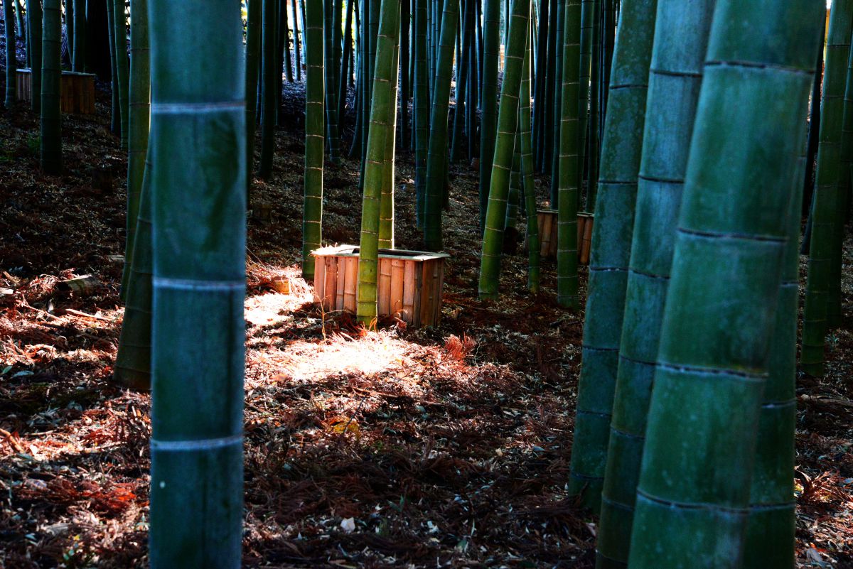 竹取物語 かぐや姫の忘れ物 Ganref