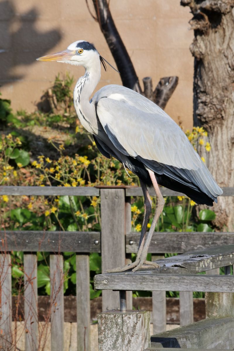 スワロフスキー 鷺（サギ）Silver heron Swarovski 221627 Grey Heron