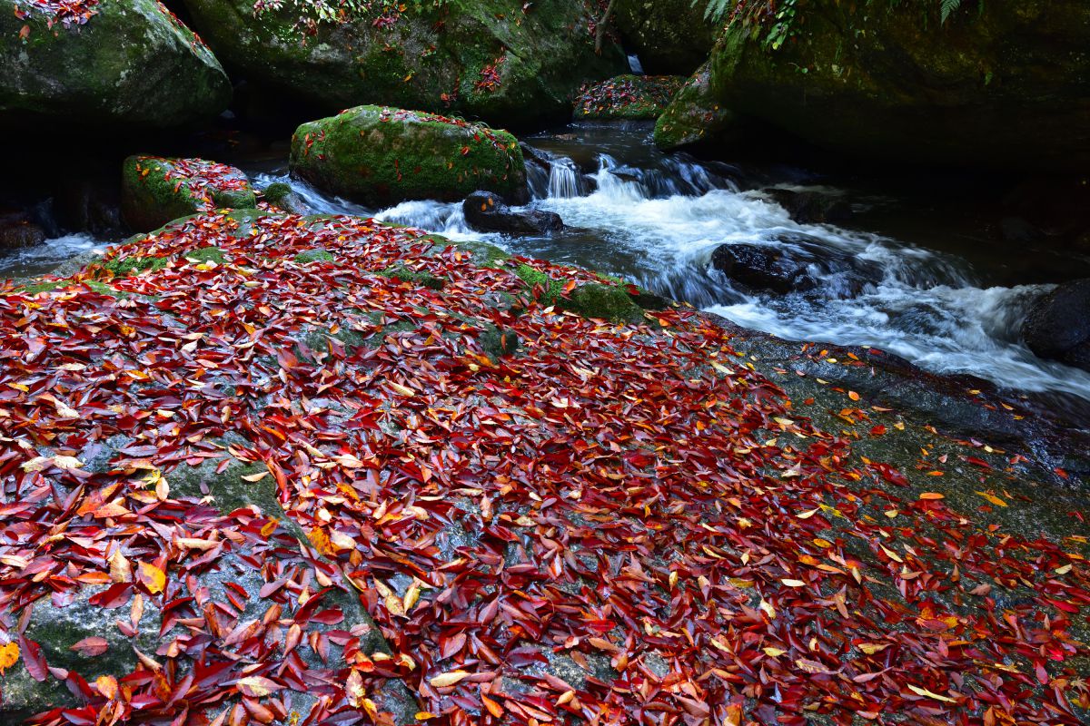 AUTUMN FALL | GANREF