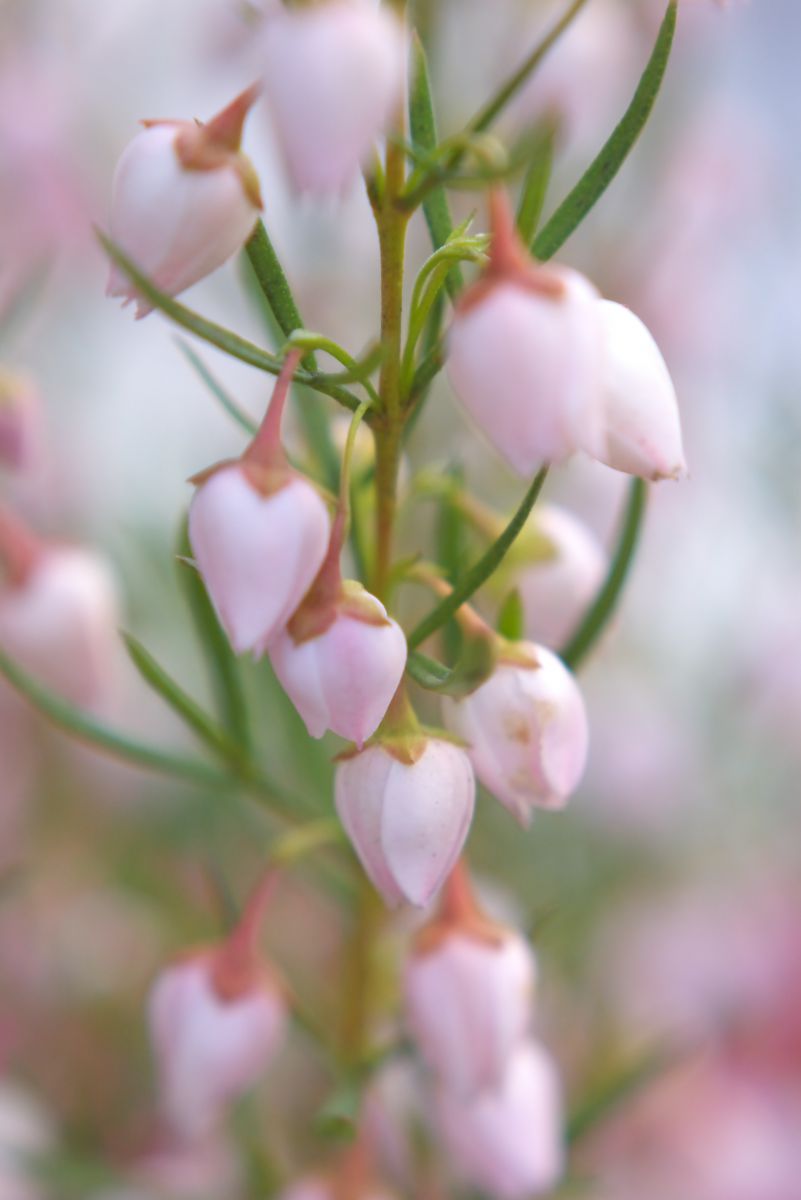 PINK | GANREF