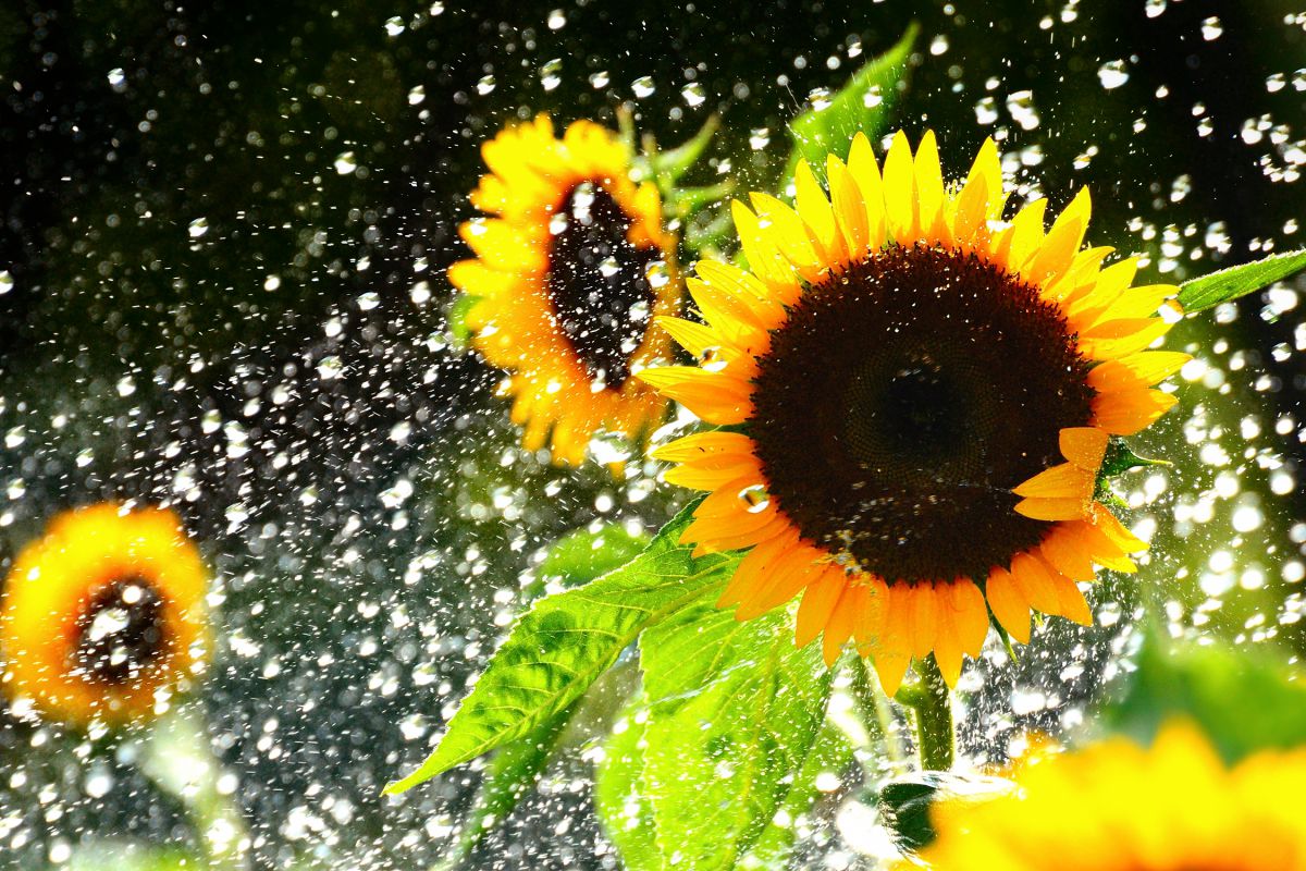 Splash Summer | GANREF