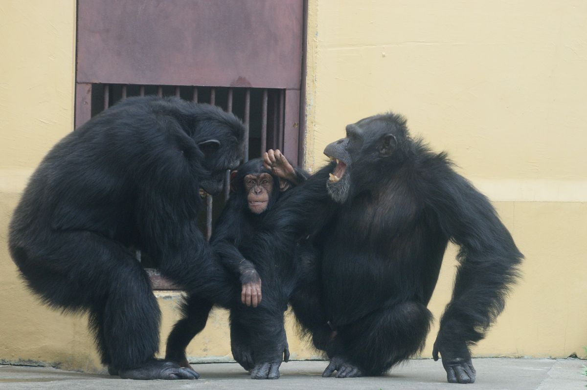 がんばれチンパンジーケンタ がんばれチンパンジーケンタ - メルカリ