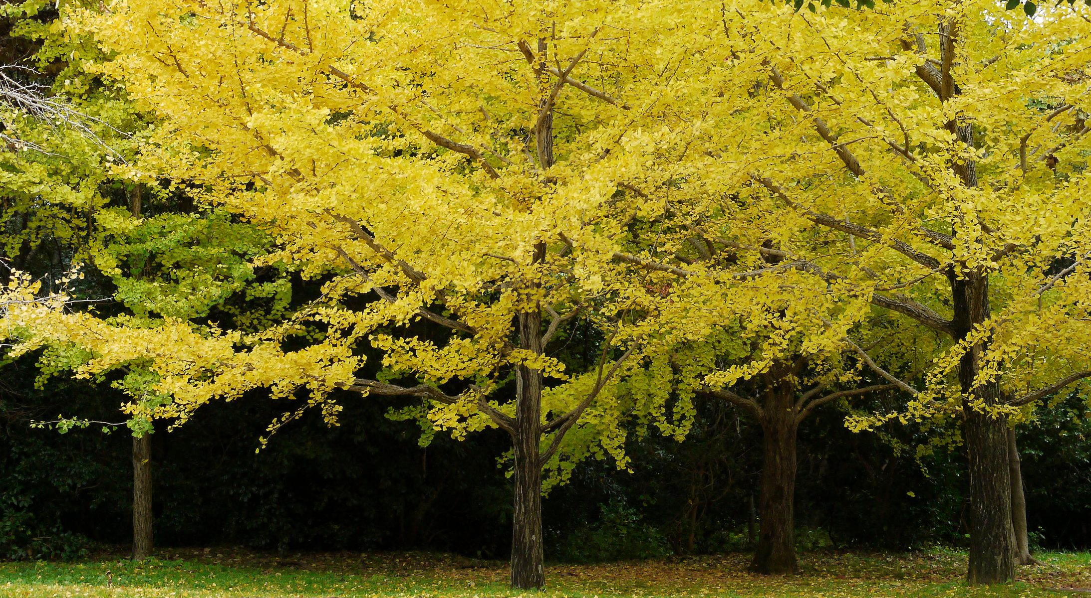 Autumn Yellow | GANREF
