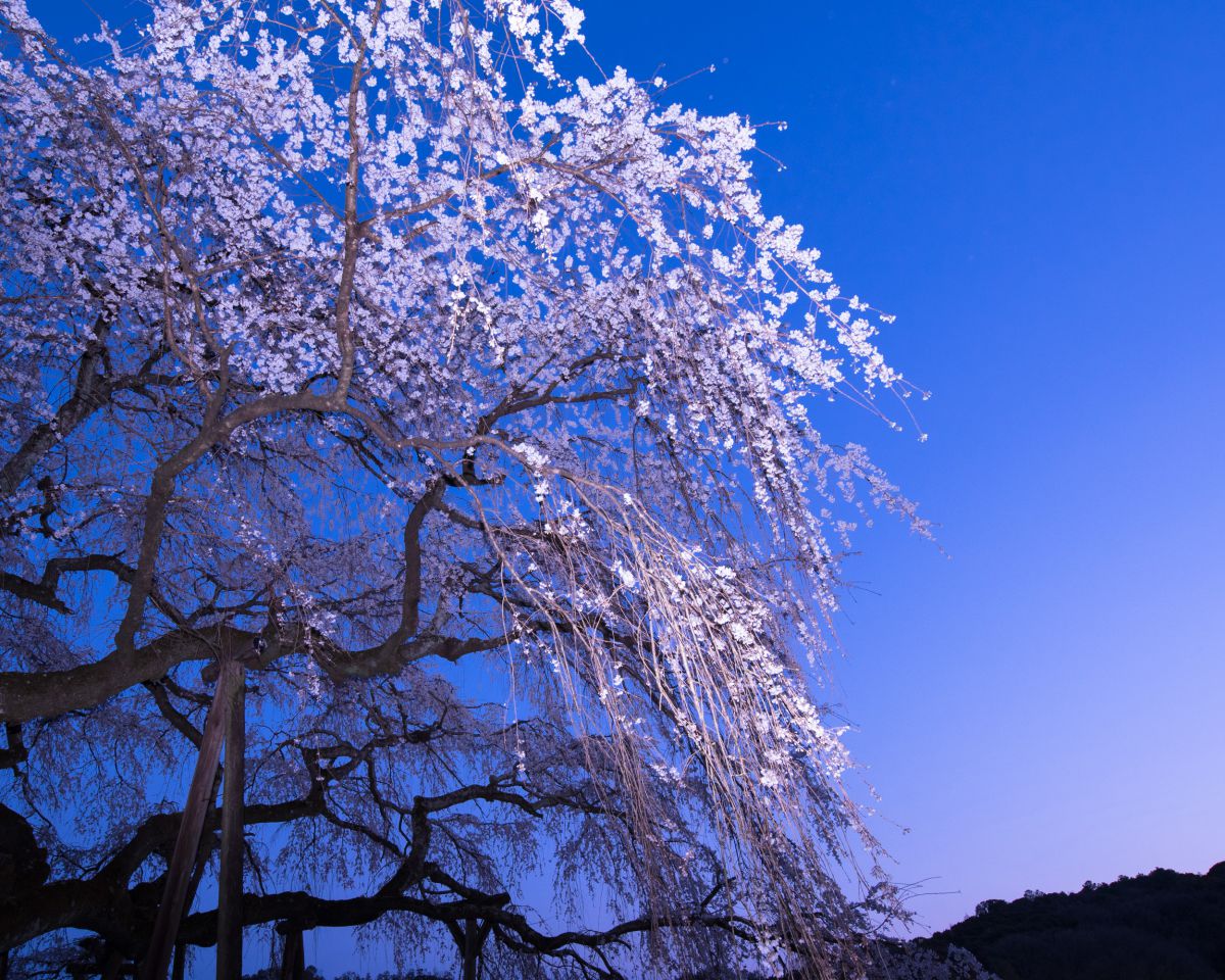 空白む頃 その1 | GANREF