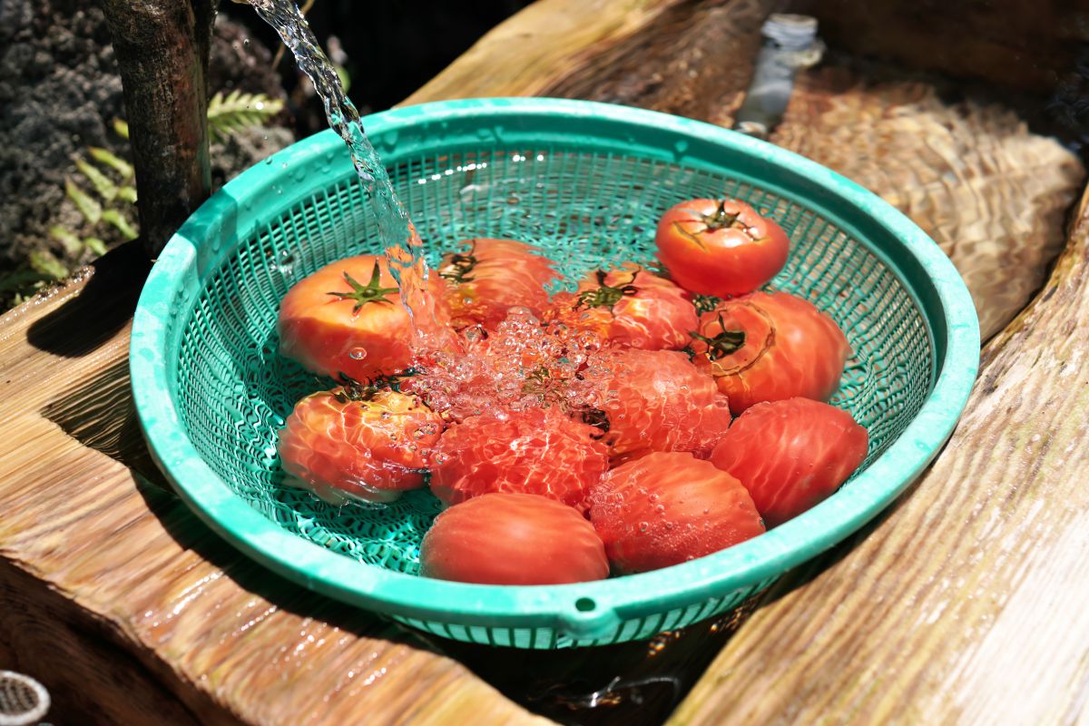 トマト 4458059c65b9cb5e5be1d2dcc2bb3e