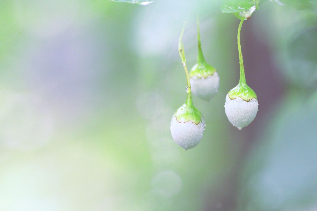 翠の雨 | GANREF