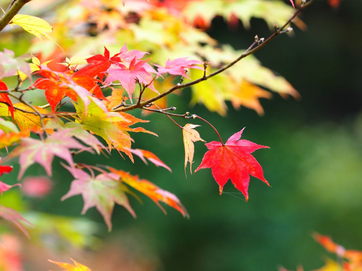紅葉一枚 | GANREF