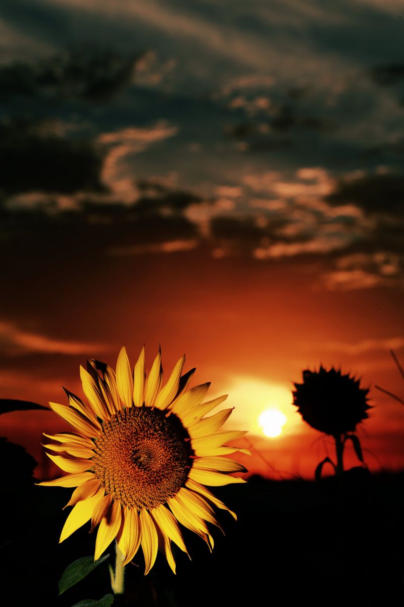 夕日をバックに!! | GANREF