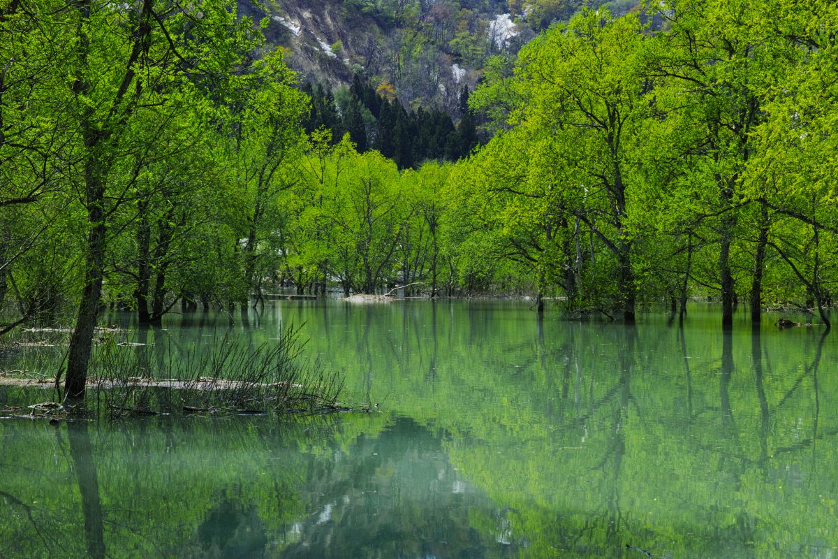 緑の湖面 91cm×122cm 静かな湖面 | GANREF