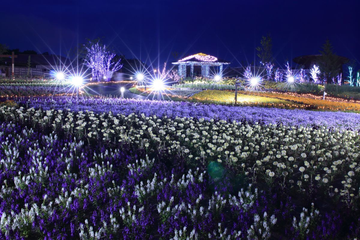 夜景 花畑 街並み 建物 公園 Ganref