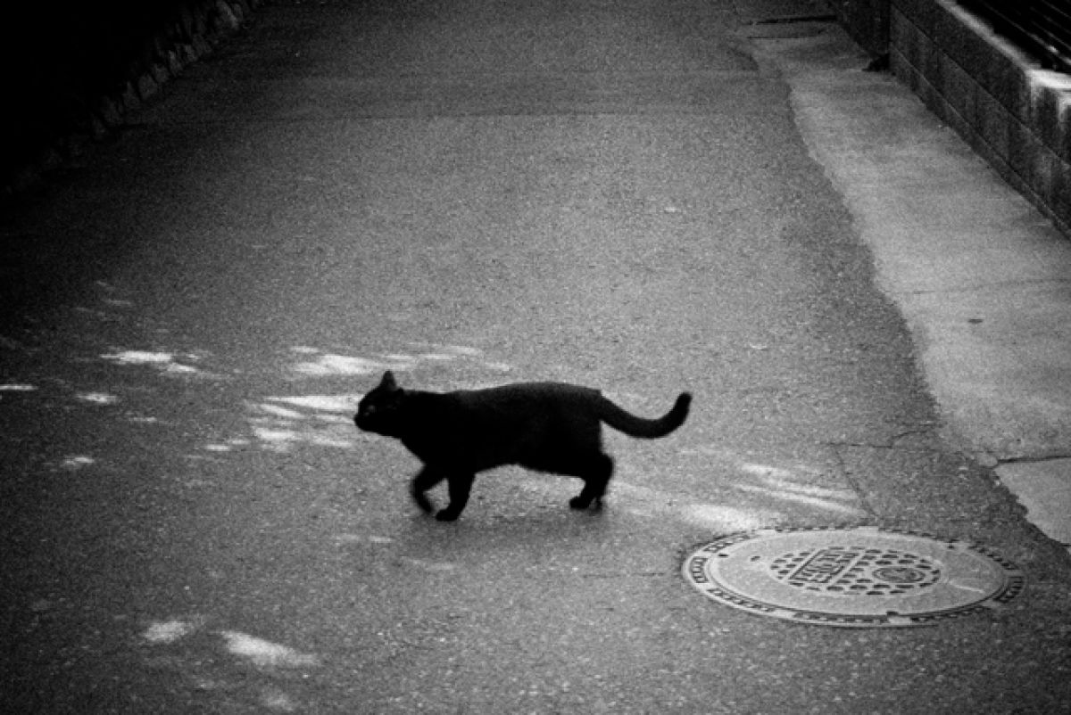 黒猫横切る GANREF 黒猫横切る GANREF