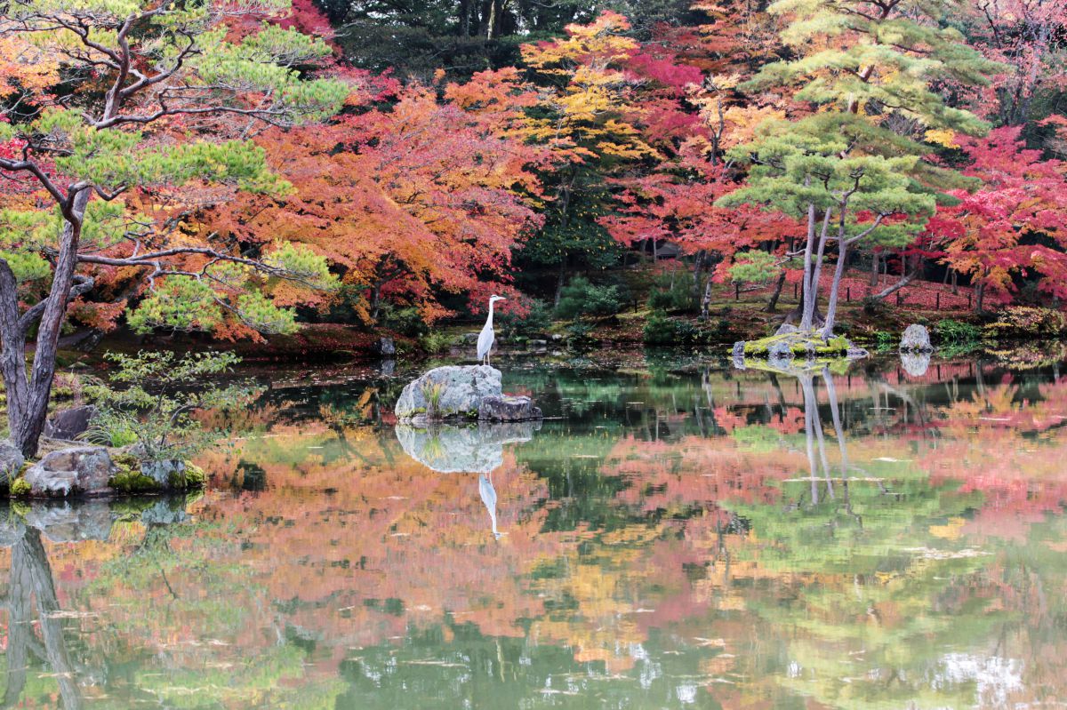 鏡池錦秋 錦秋の鏡湖池 | GANREF