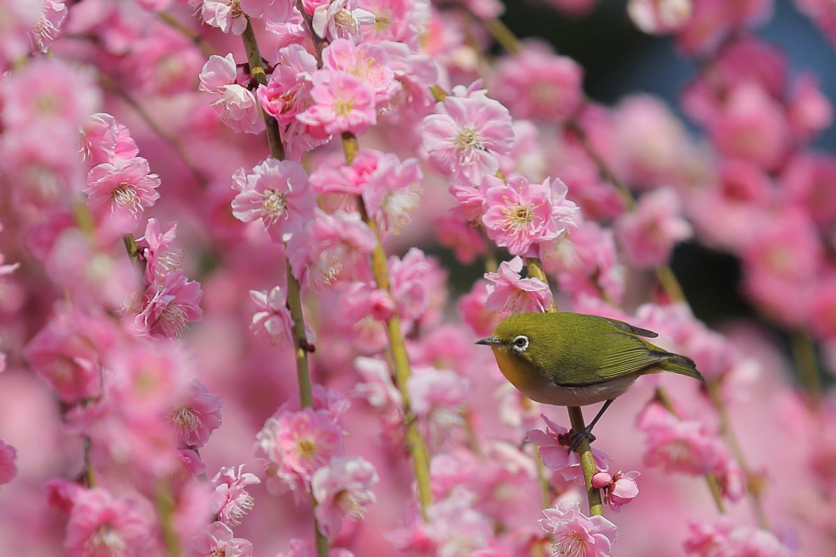 しだれ梅とメジロ 2 | GANREF