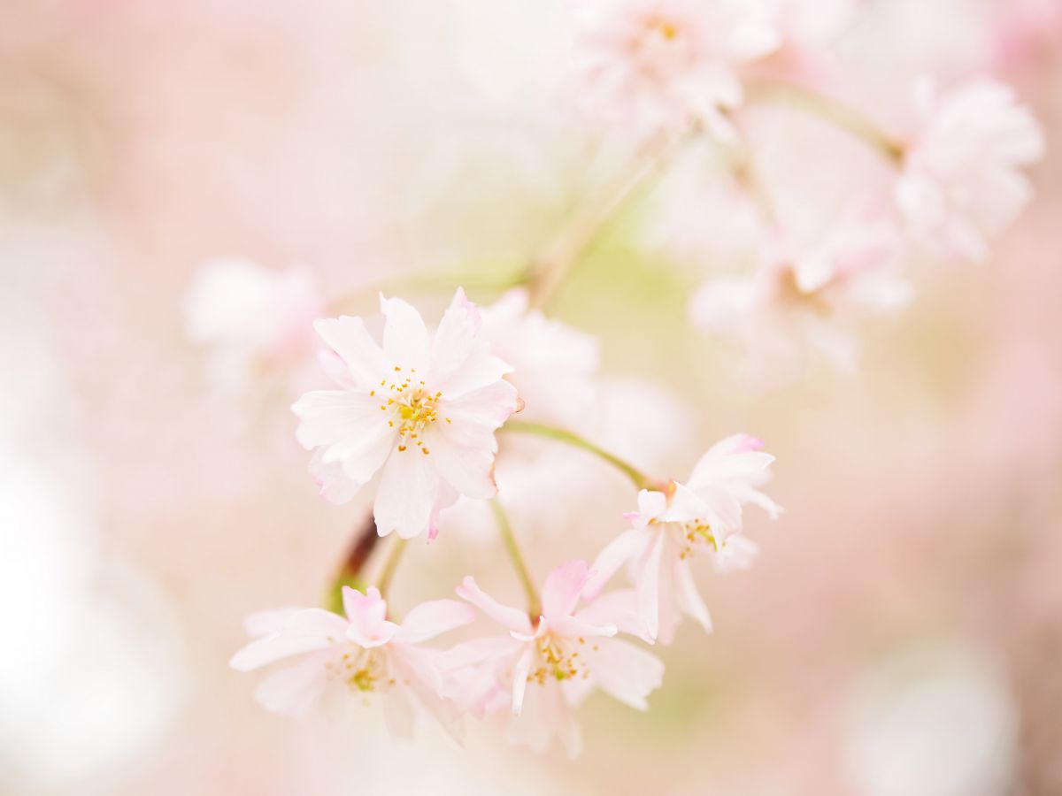 pink world | GANREF