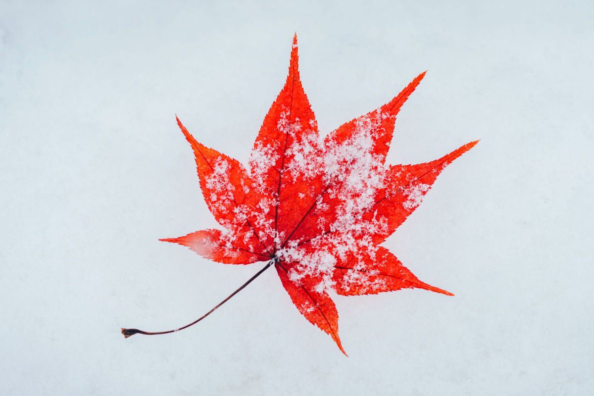 Autumn & Winter | GANREF