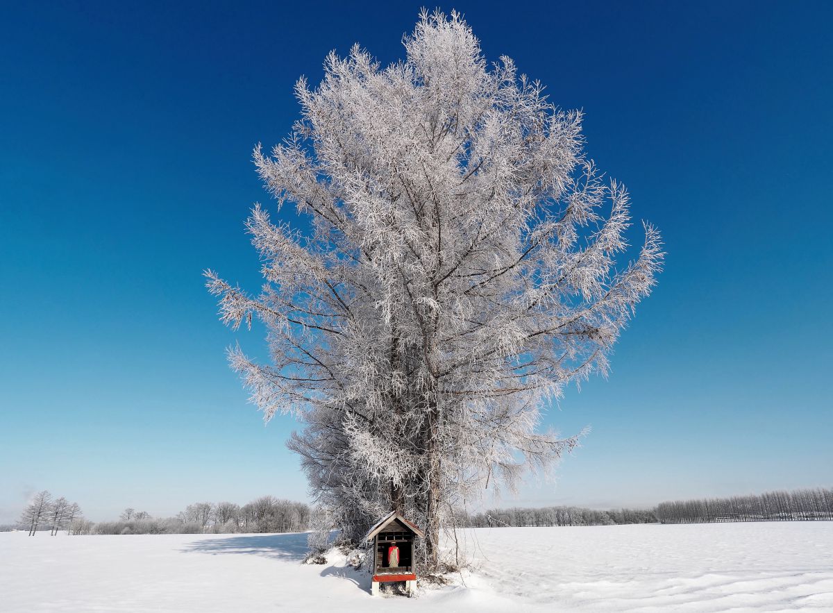 winter color | GANREF