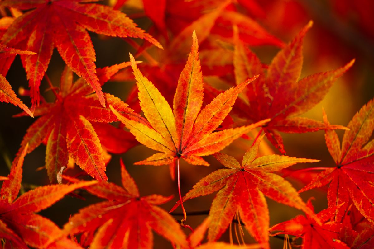 color | GANREF
