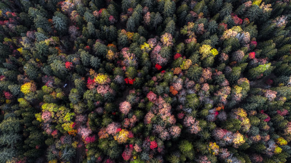 color | GANREF