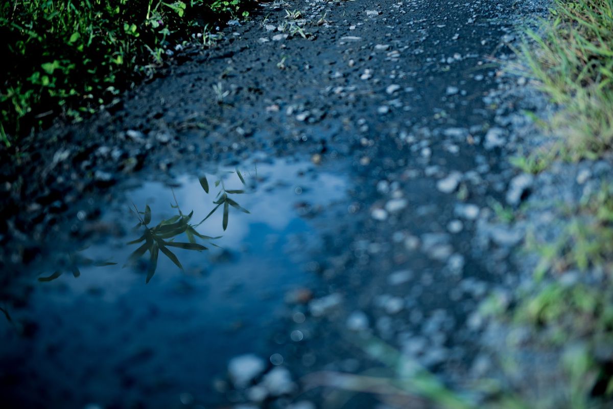 夏の兆し | GANREF
